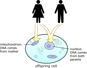 母亲 DNA 和儿子 DNA 一样不：科学揭秘