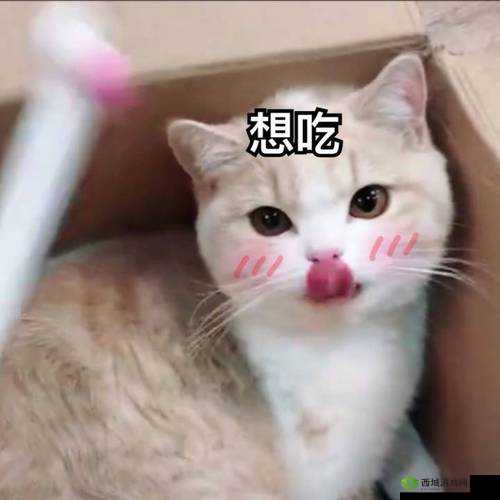 小洞饿了想吃大香肠表情包:可爱萌趣瞬间