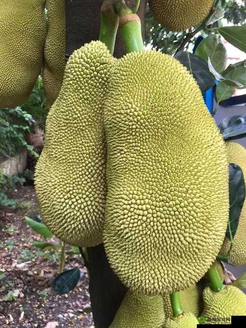 亚精产品一三三菠萝蜜:美味水果新体验