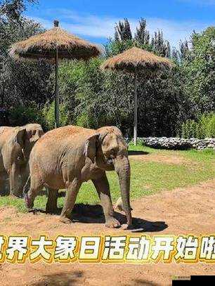 伊春园 2025 入口直达大象：探索未知的奇妙之旅