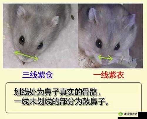 日本一线和三线的区别图片:对比鲜明