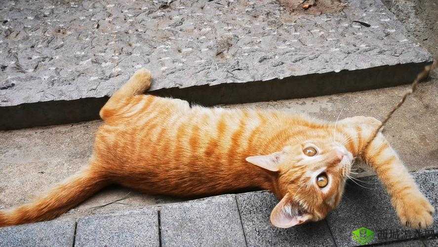 小黄猫星空传媒映人口：打造独特传媒品牌