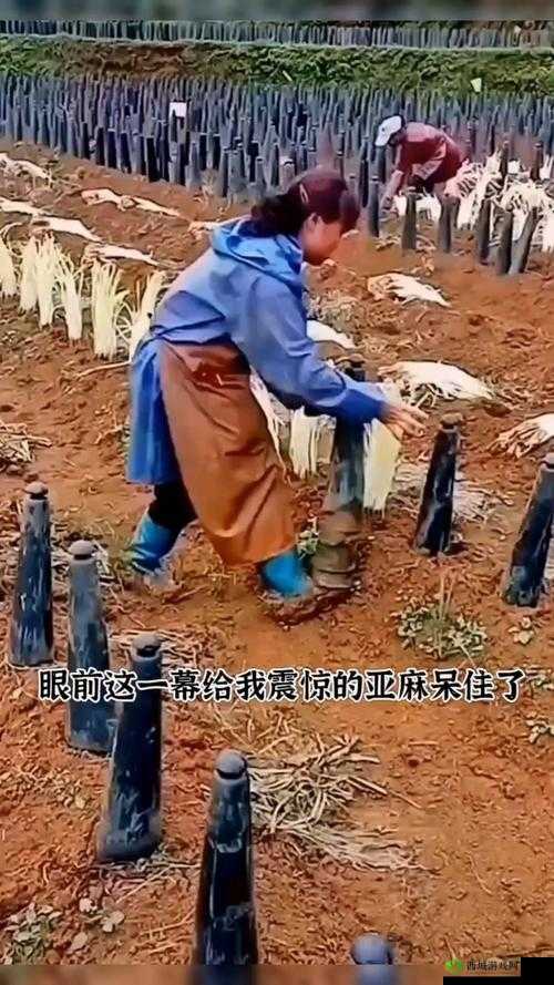 天命奇御2金苹果产出秘诀:种植方法与技巧详解
