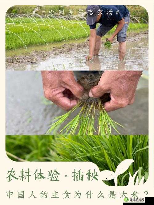 浪漫插秧和亲密插秧的区别:探究两者在情感表达上的差异