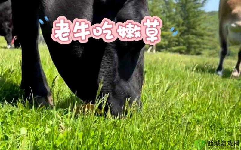 老牛嫩草一二三产品有何不同?详细解析让你一目了然