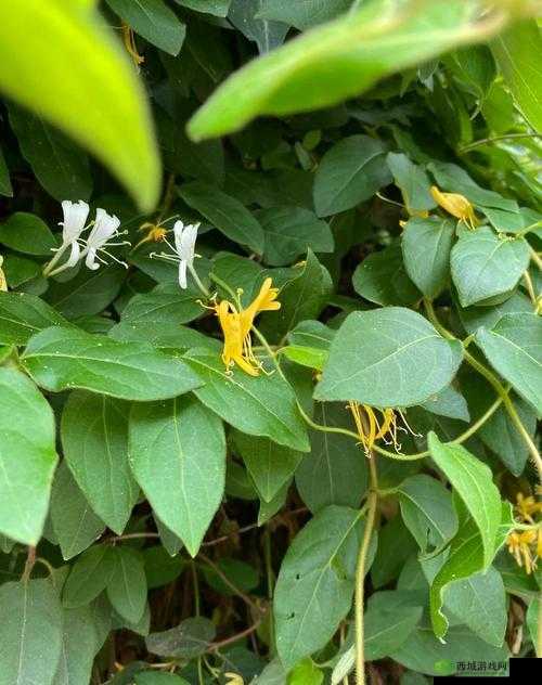 骑蛇难下双金银花免费:这究竟是怎样一种奇特存在