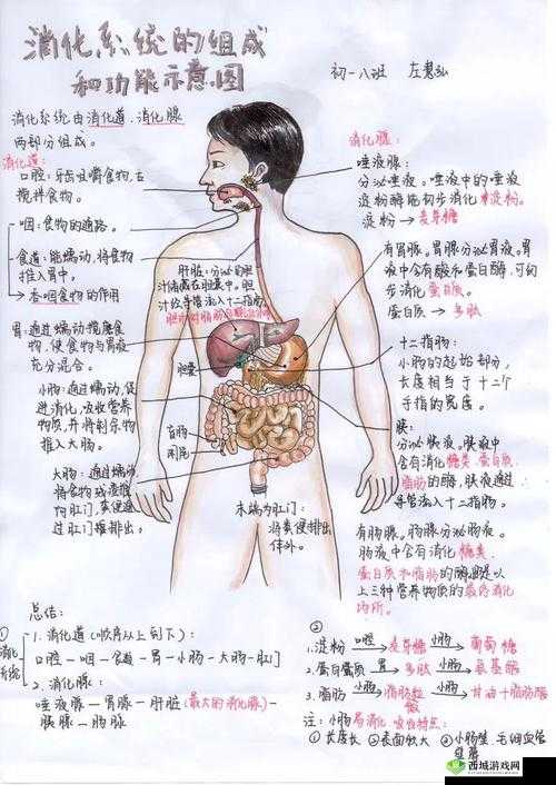 探索自己身体的奥秘:从自 w 到高 c 的私密旅程