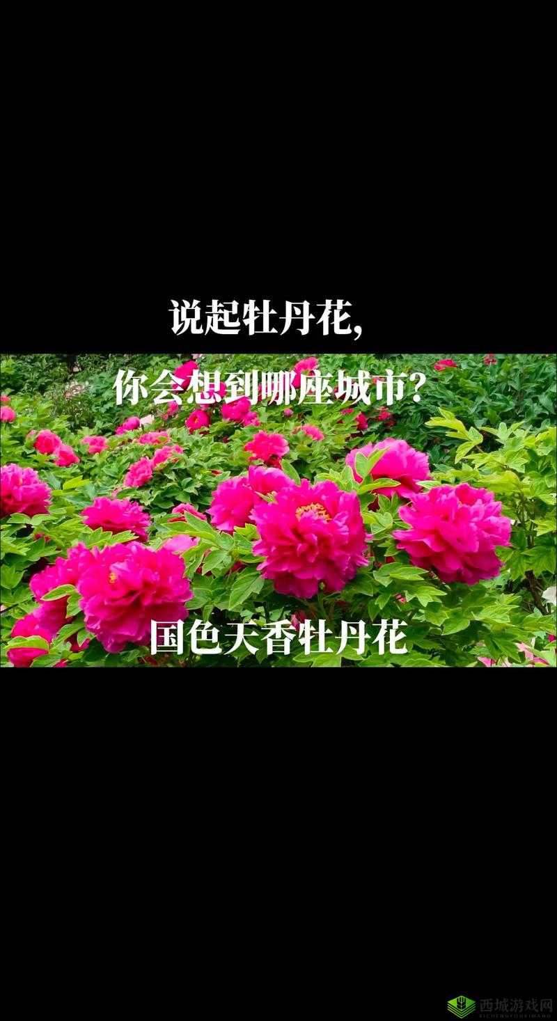 花开富贵:领略国色天香,尽在牡丹直播