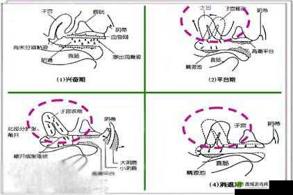 嗯~嗯~嗯~高潮时竟失禁引发的强烈反应