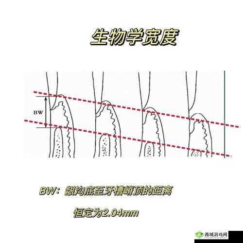 老 BWBWBWBWBW 最简单回答:关于它的详细解读与探讨