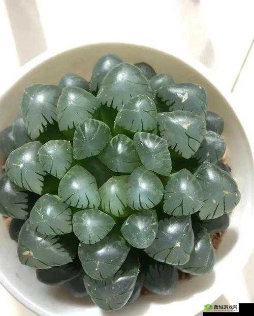 玉露春潮:描绘自然美景与生机活力的绚丽画卷