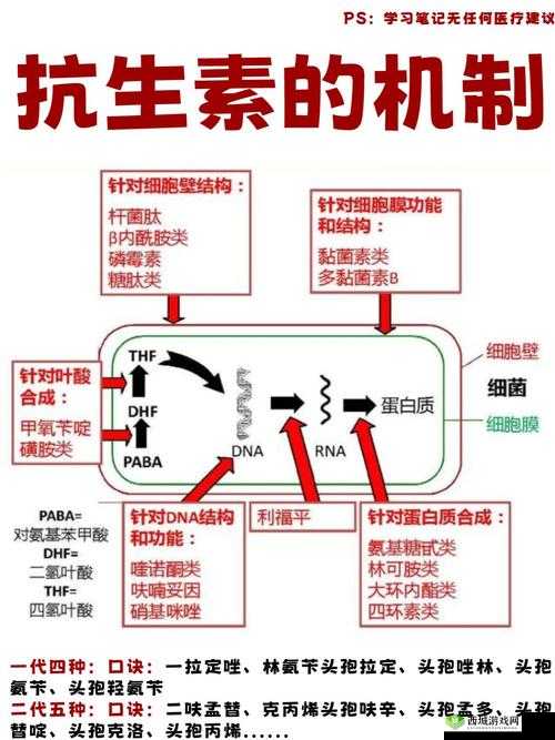 药效 1V2H :深入探究其作用机制与临床应用表现