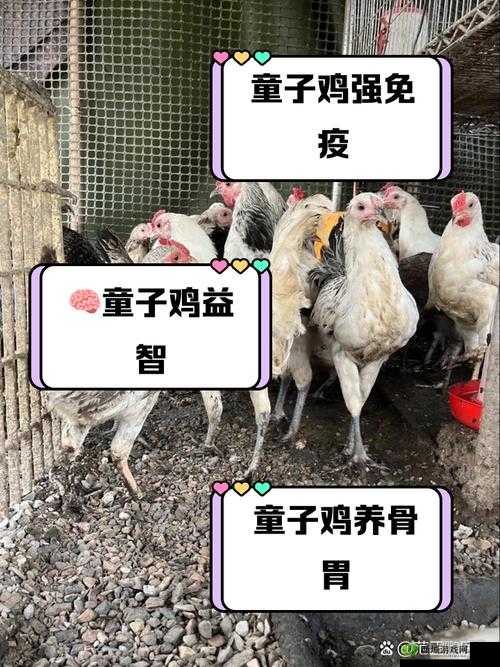 小马拉车妈妈吃童子鸡真的会得白血病吗?这其中有何关联?